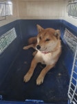 강원 철원군 동송읍 이평로에서 강아지 발견 보호