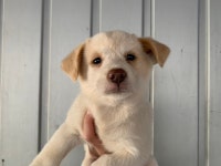 경기 안산 장상동에서 강아지 발견 보호