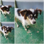 경기 남양주 진접읍에서 강아지 발견 보호