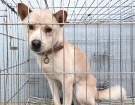 경기 이천 장호원읍에서 강아지 발견 보호