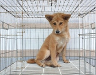 경기 이천 대월면에서 강아지 발견 보호