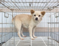 경기 여주 금사면에서 강아지 발견 보호