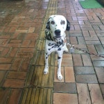 충남 서천 장항읍에서 달마시안 강아지 발견 보호