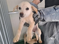 경북 예천 용문면에서 강아지 발견 보호