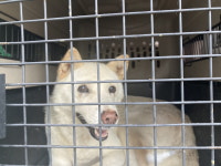 전남 순천 중앙초등길-1에서 강아지 발견 보호