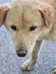 경북 구미 선산읍에서 강아지 발견 보호