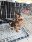 서울 마포구 와우산로29길57에서  요크셔 테리어 발견 보호