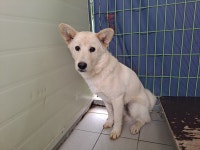 경북 포항시 북구 삼흥로 402번길에서 아이보리색 강아지 발견 보호