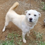 경북 경주 산내면에서 강아지 발견 보호