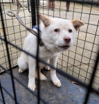 경기 파주 파주읍에서 강아지 발견 보호