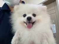 광주 광산구 신가동에서 포메라니안 발견 보호