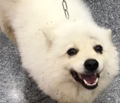 전북 전주 농수산대학교에서 강아지 발견 보호