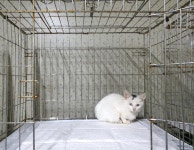 경기 여주 천송동에서  믹스묘 발견 보호