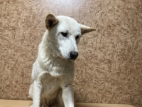 전남 순천 대룡동에서 강아지 발견 보호