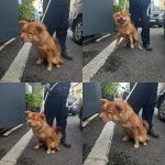 충남 천안 풍세면에서 강아지 발견 보호