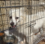 경기 양평 단월,청운에서 강아지 발견 보호