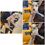 경기 화성 병점중앙로169번길에서 강아지 발견 보호