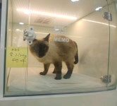 세종 조치원읍 조형아파트 인근에서 샴 고양이 발견 보호