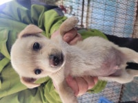 경남 창녕 대합면에서 강아지 발견 보호