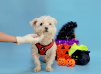 경북 포항시 양학천로 대해초등학교에서 말티즈 발견 보호