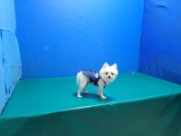 경북 경산 갑제동에서  포메라니안 발견 보호