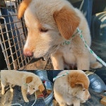 충남 천안 성환고등학교에서 강아지 발견 보호