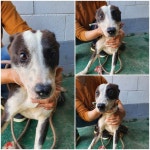 경기 남양주 화도읍에서 강아지 발견 보호