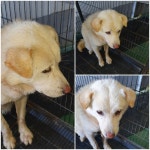 경기 남양주 진접읍에서 강아지 발견 보호