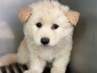 광주 서구에서 강아지 발견 보호