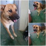 경기 남양주 화도읍에서 강아지 발견 보호