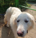 경기 양평 단월레포츠공원에서  그레이트 피레니즈 발견 보호