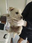 전남 보성 벌교읍에서 강아지 발견 보호