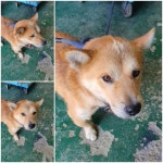 경기 남양주 화도읍에서 강아지 발견 보호