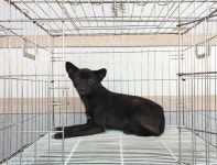 경기 여주 능서면에서 강아지 발견 보호