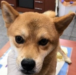 전북 전주 견훤로에서  시바 발견 보호