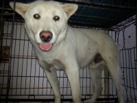 전북 진안 성수면에서 진돗개 발견 보호