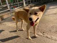 광주 북구 신용동에서 갈색 강아지 발견 보호