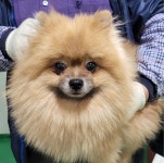 대구 북구 경대 북문 부근에서 포메라니안 발견 보호