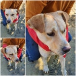 경기 남양주 화도읍에서 강아지 발견 보호