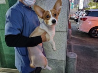 경기 고양 탄현동에서  웰시 코기 펨브로크 발견 보호