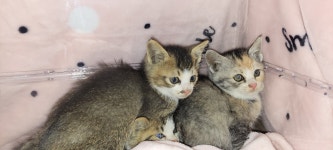 경기 하남 초이동99에서  한국 고양이 발견 보호