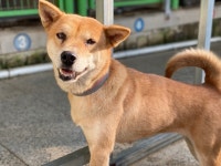 광주 광산구 신창동에서 갈색 강아지 발견 보호