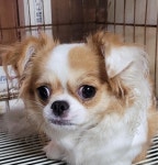 대구 남구 대명동에서 강아지 발견 보호