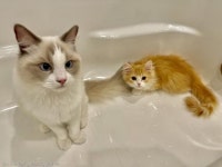집사만 받을 수 있는 고양이 장미?..첫 목욕한 아깽이에 심쿵