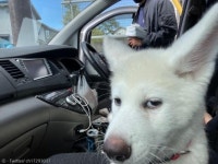 불량한 댕댕이?..동물병원 갈 줄 알고 썩은 표정 지은 강아지