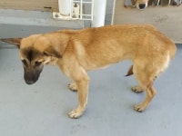 전남 보성 조성면에서 강아지 발견 보호