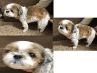 부산 연제 연제로 8번길에서 시츄 발견 보호