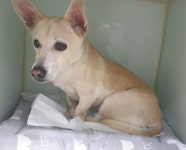 경기 부천 원미동에서 강아지 발견 보호