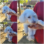 경기 남양주 진접읍에서  푸들 발견 보호