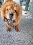 경북 구미 상모동에서  차우차우 발견 보호